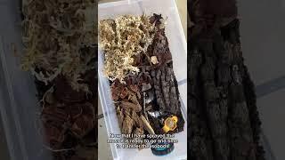 Transferring Ukraine Pied Isopods into Mike’s Bug Box!