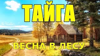 ВЕСНА  ЖИЗНЬ В ТАЙГЕ