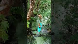 Forest dream