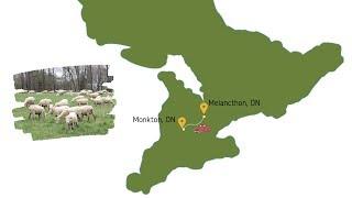 Real Dirt Road Trip: Sheep Farm