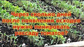 Через сколько дней после появления всходов нужно пикировать рассаду томатов?