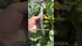 Harvesting Zucchini and Pan Squash #thenebraskagarden #vegetablegarden  #gardening #backyardgarden