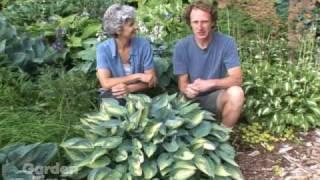 Sun and Shade Hostas