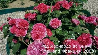 Краткий обзор розы Ред Леонардо да Винчи (Флорибунда)  (Red Leonardo da Vinci Meilland 2003)