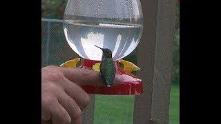 How to get a hummingbird to sit on your finger