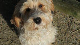 Reggie - Cockapoo - 3 Week Residential Dog Training at Adolescent Dogs