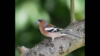 Chaffinch Bird Call