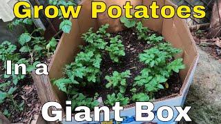 Growing potatoes in a box (How to grow potatoes in a box) A step by step guide