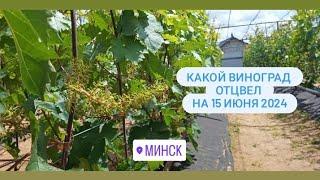 Состояние виноградника на 15.06.2024. Минский район, Острошицкий городок.