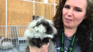 Lionhead rabbit breed: all that cuteness explained