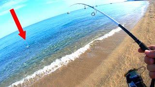 Pêche de la Liche du Bord, touche en direct // Leccia, Leerfish from the beach, live strike