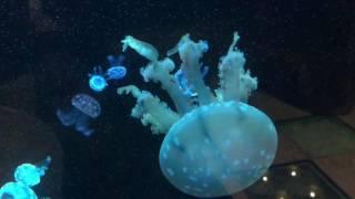 Jelly-fishes in slomo