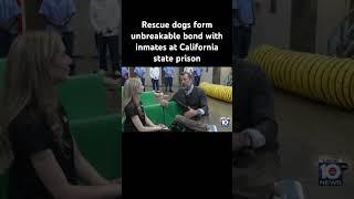 Rescue dogs form unbreakable bond with inmates at California state prison