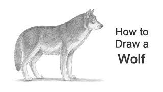 How to Draw a Wolf