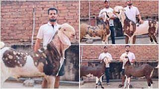 Imran Jhotwara Ke Top Quality Gujri Bakre at FK Goat Farm Jaipur