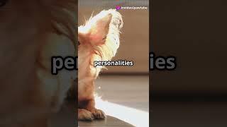 " Top 5 Amazing Facts About Chihuahuas! "#ChihuahuaFacts