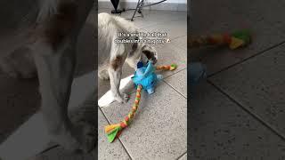 This snuffle and tug ball really helped my high energy dog 
