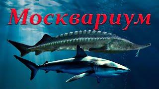 Москвариум. Мюзикл "Сон в летнюю ночь". ВДНХ. Дроны. Фонтаны.