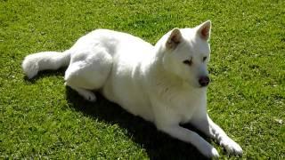 Korean White Jindo - Guarding Posture [HD]