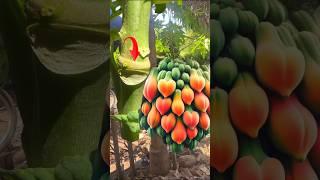 How to make papaya tree