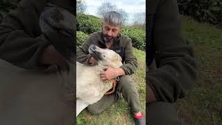 KANGAL BOZO #kangal