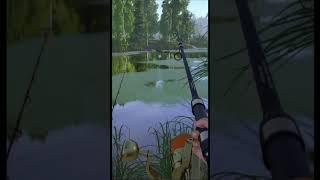 Carp fishing on feeder in the lake. RF4 short #shorts #fishing #gaming