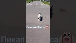 пёс пристаёт к девушкам