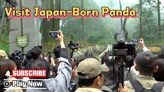 Japanese Panda Fans’ Journey To Sichuan For Beloved Panda Xiang Xiang | iPanda