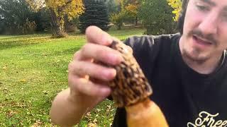 Looking for a good walking stick | Diamond Willow