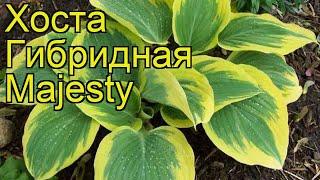 Хоста гибридная Маждести. Краткий обзор, описание характеристик hosta hybridum Majesty