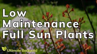 Low Maintenance Full Sun Plants for Australian Gardens