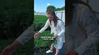 #garden #nursery #ландшафтныйдизайн #питомникрастений #plant #flower #барвинок #vincaminor
