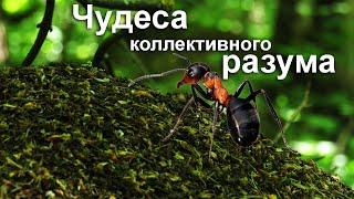 Интеллект муравьев: как коллективный разум позволяет решать сложные задачи