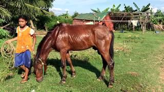 A Girl And A Horse at Horse Farm| Horse training | How to teach your horse to lay down ( part 4 )