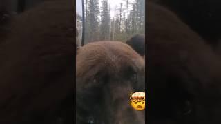 МЕДВЕДЬ GRIZZLY |Самый свирепый хищник на планете