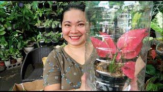 DIY PLANT VACUUM- Mas tipid at ECO-FRIENDLY pa.