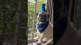 11k subscribers complete #pug #dog #shorts