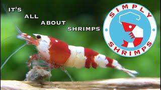 ONE HOUR OF [Simply Shrimps] INTRO