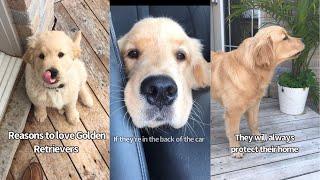Reasons To Love Golden Retrievers |Puppy Edition