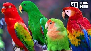 AMAZING PARROTS | BEAUTIFUL BIRDS | BIRDS SOUNDS FOR RELAXING | STUNNING NATURE | STRESS RELIEF