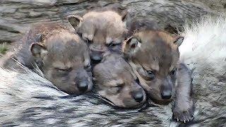 Endangered Wolf Pups Snuggle on Big Sister's Back