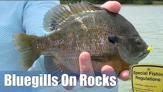Massive Bluegills Found In Rocky Structure