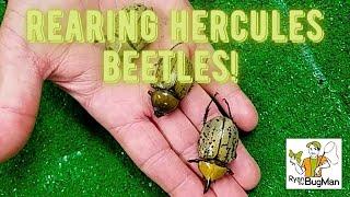 The Ultimate Guide to Rearing Hercules Beetles: How to Raise Hercules Beetles