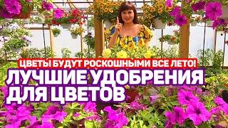 Лучшие удобрения для цветов. чем подкормить петунию?