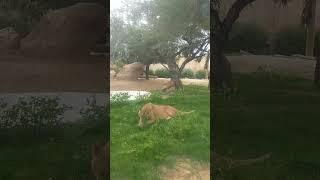 Most Visiting Place In UAE Al Ain Zoo| RS Dhami | Ram Lion | Social Awareness | DubaiNepaliTube 2023