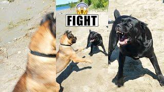 Cane Corsos Fight  #shorts #pets