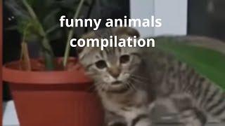 funny animals compilation