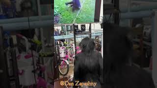 #shorts YOU MUST SEE IT! Bonya the bonobo is watching the chimps who broke loose from the enclosure