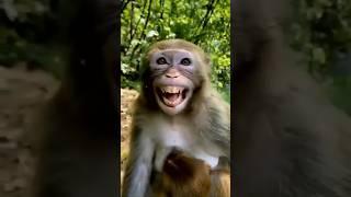 Nakal utarta hai bandar #trending #comedy #funny #bandar  #shorts my chennal subscribe like please