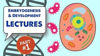 MCAT Biology Lecture: Embryogenesis and Development (1/4)